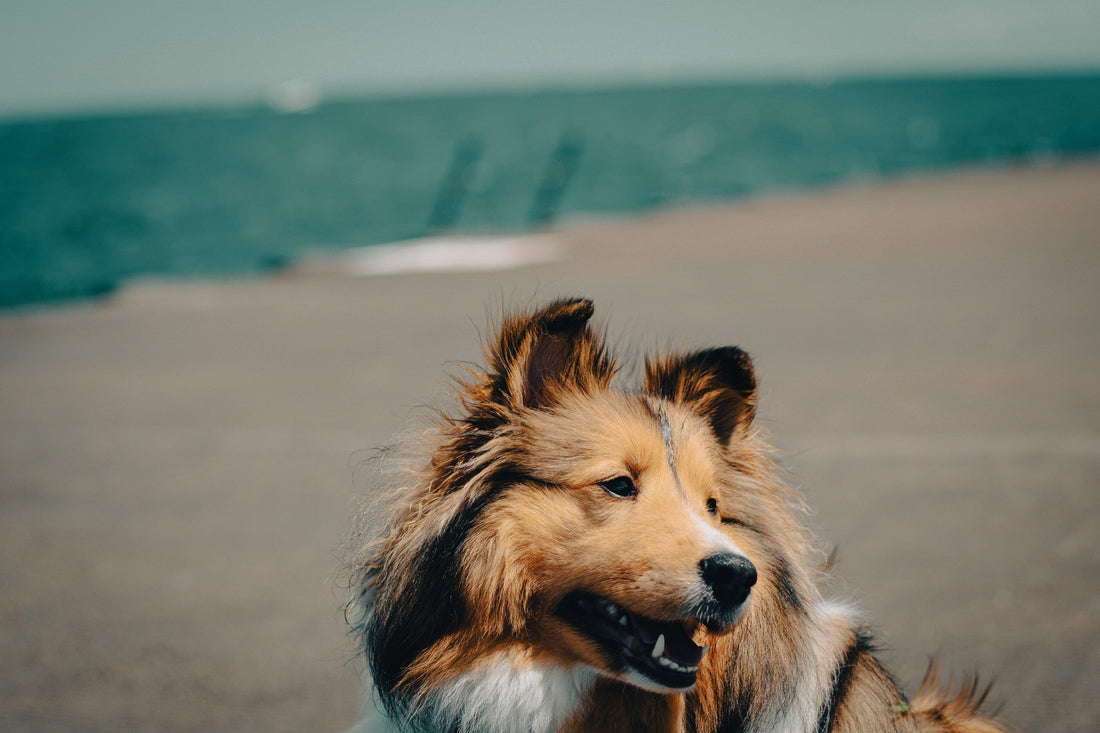 Shetland Sheepdog: Breed Guide — Temperament, Care & Fun Facts