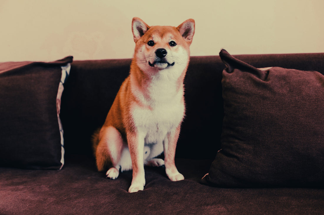 Shiba Inu: Breed Guide — Temperament, Care & Fun Facts