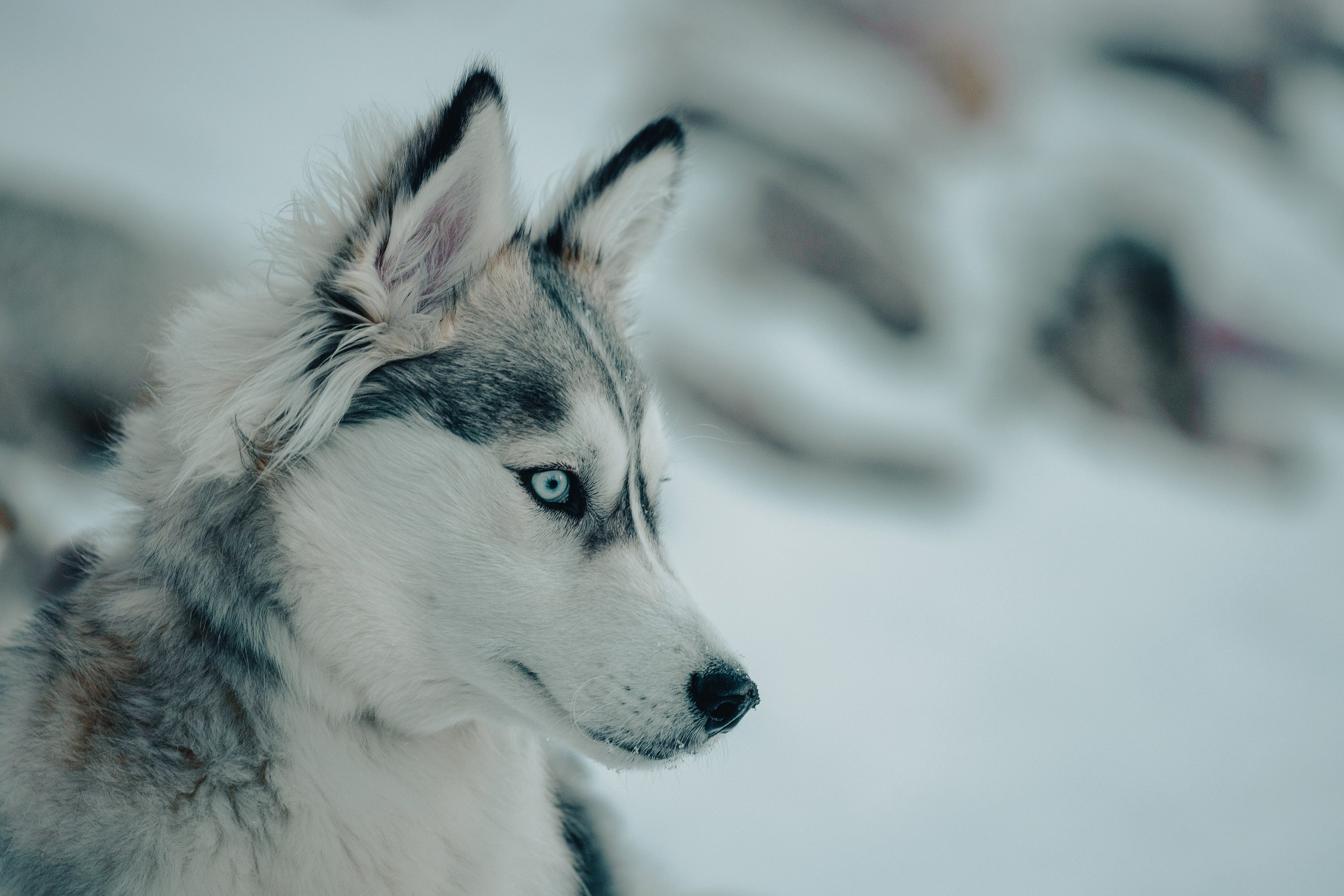 Siberian Husky: Breed Guide — Temperament, Care & Fun Facts