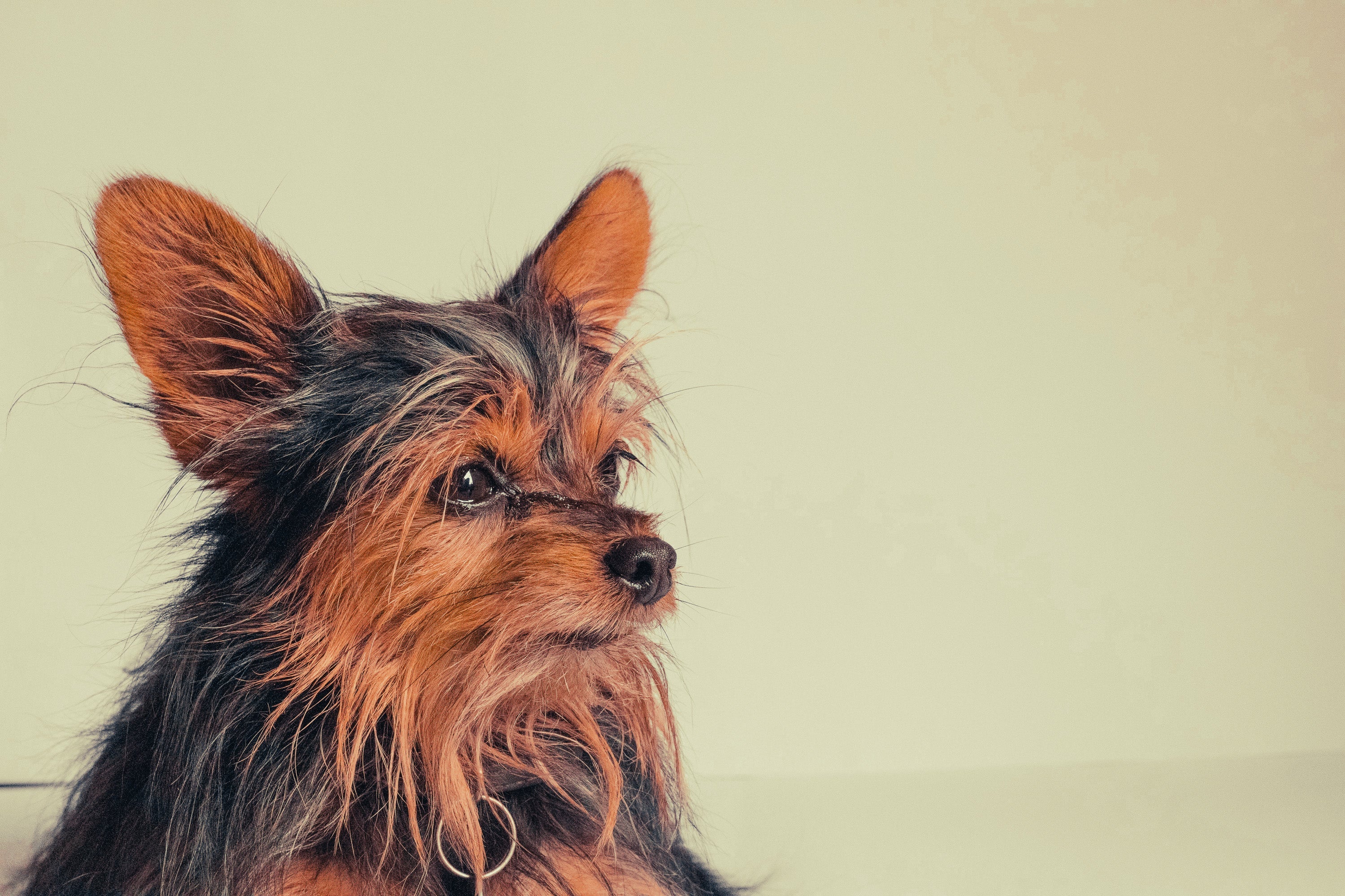 Australian Silky Terrier: Breed Guide — Temperament, Care & Fun Facts