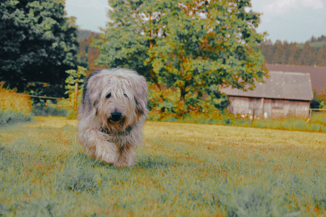 Smithfield Sheepdog: Breed Guide — Temperament, Care & Fun Facts