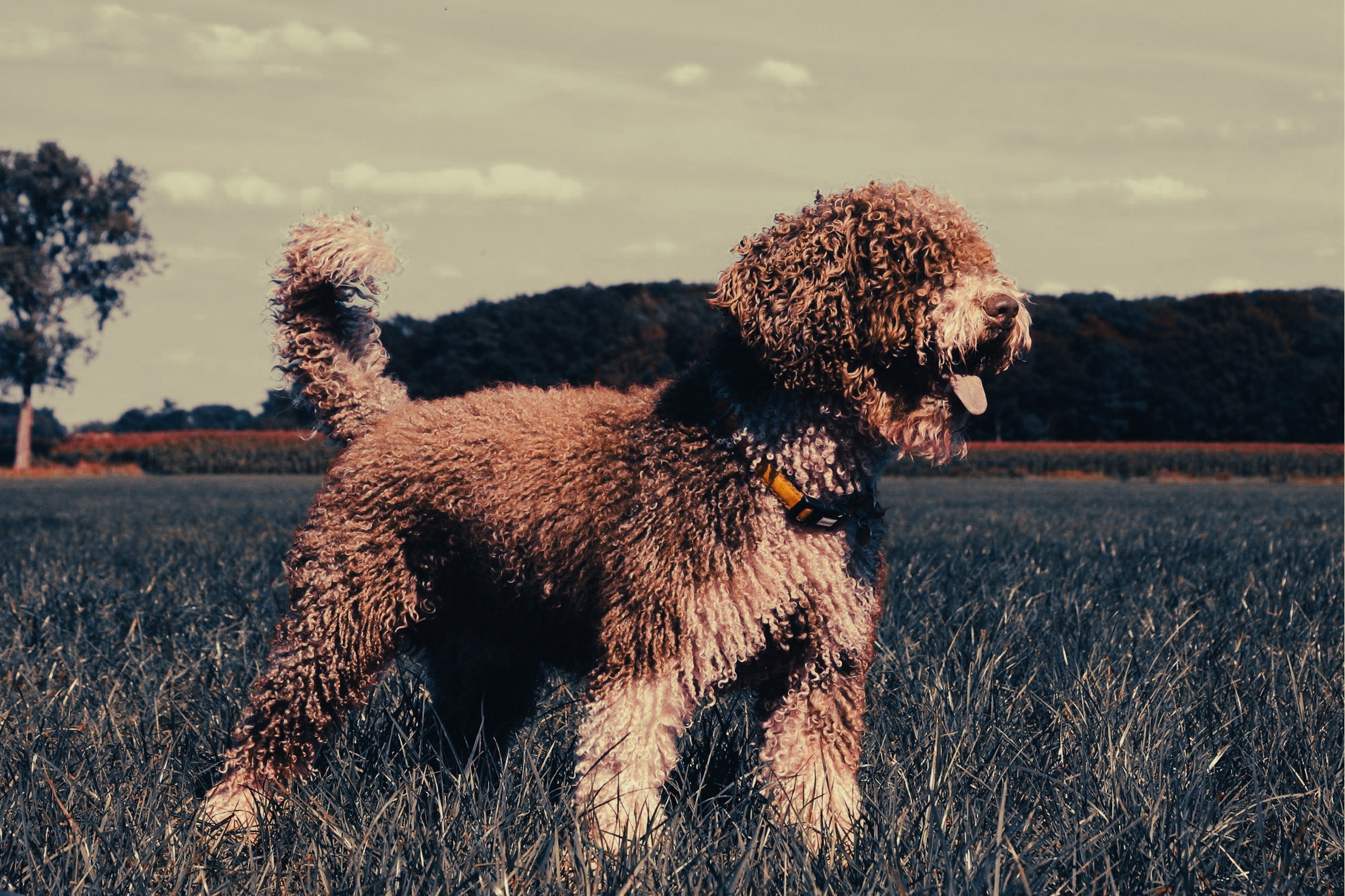 Spanish Water Dog: Breed Guide — Temperament, Care & Fun Facts