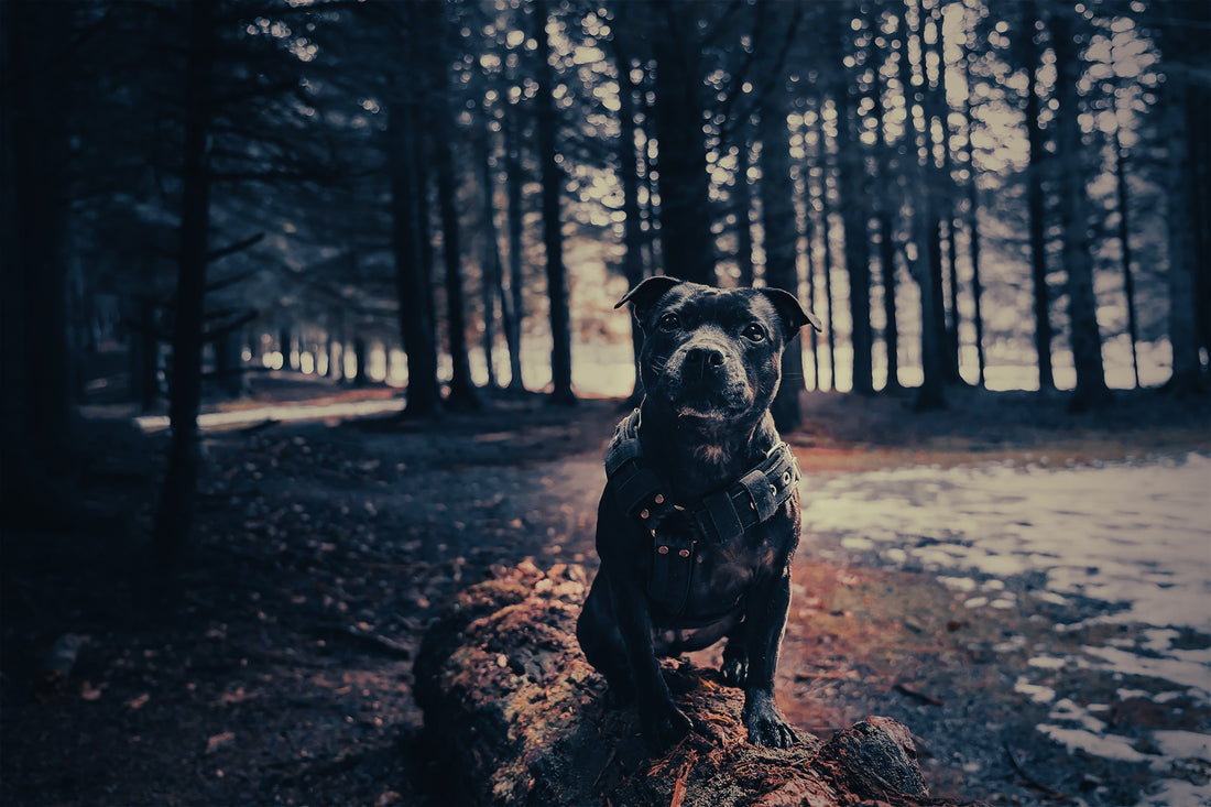 Staffordshire Bull Terrier: Breed Guide — Temperament, Care & Fun Facts