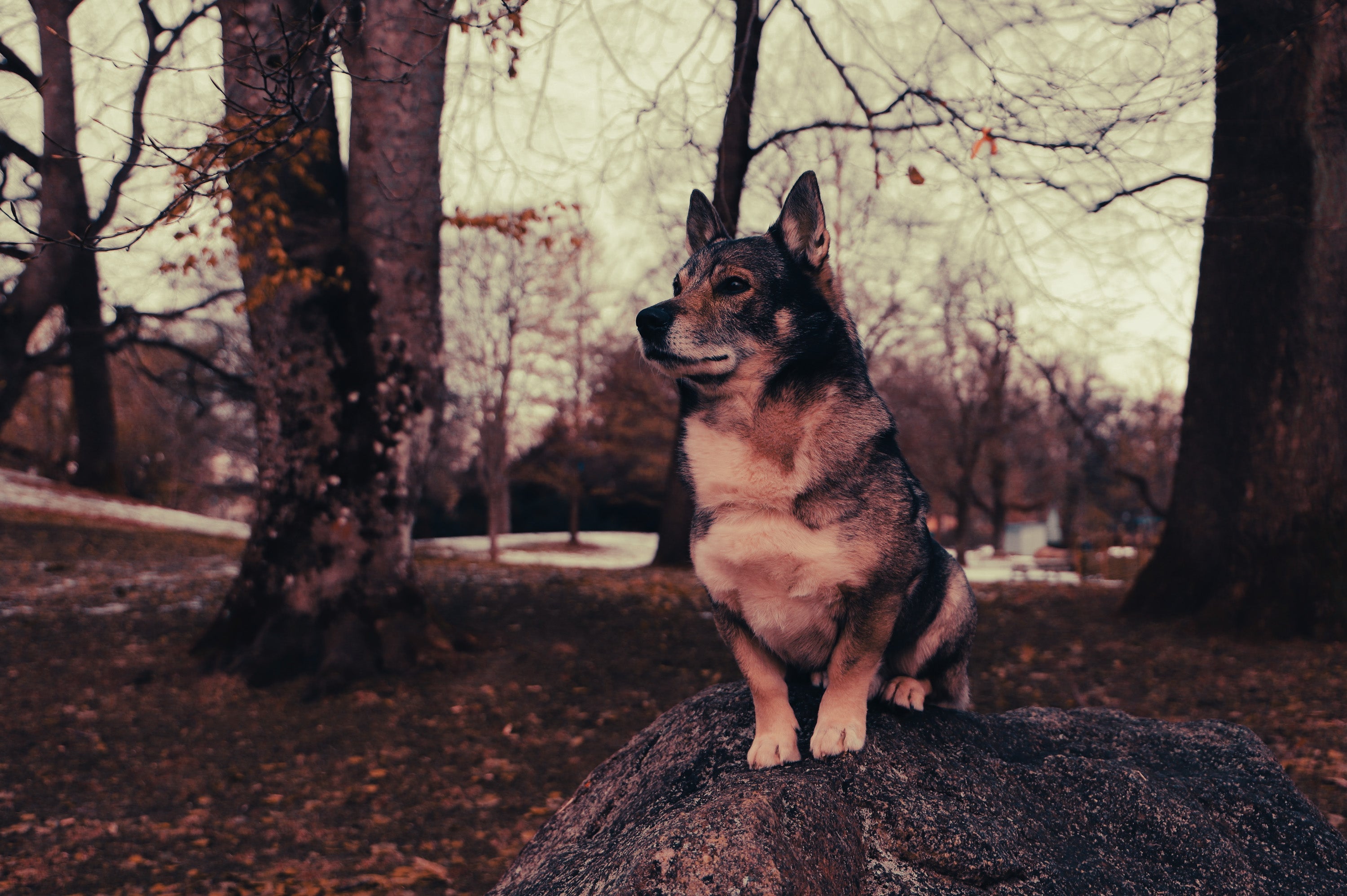 Swedish Vallhund: Breed Guide — Temperament, Care & Fun Facts