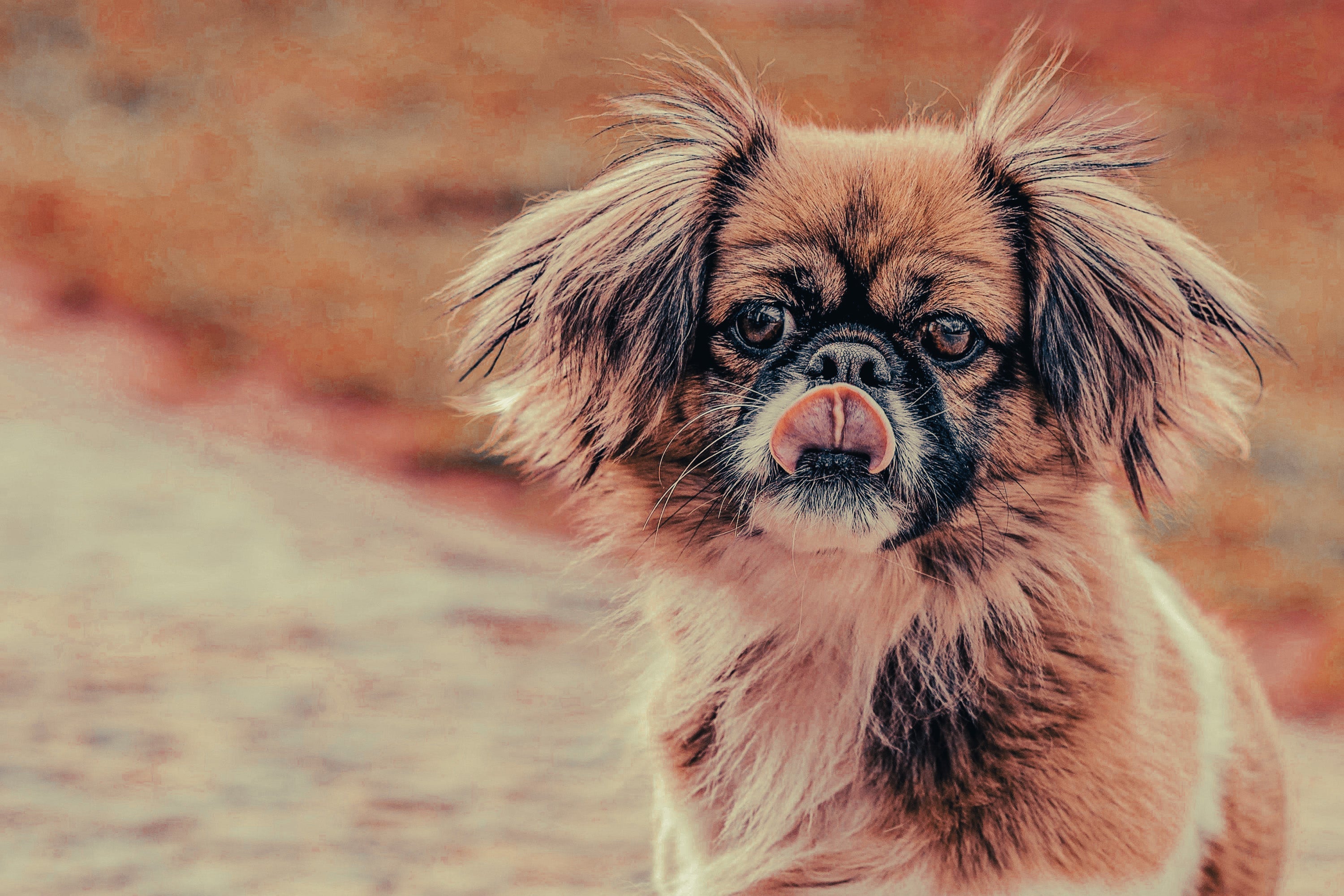 Tibetan Spaniel: Breed Guide — Temperament, Care & Fun Facts