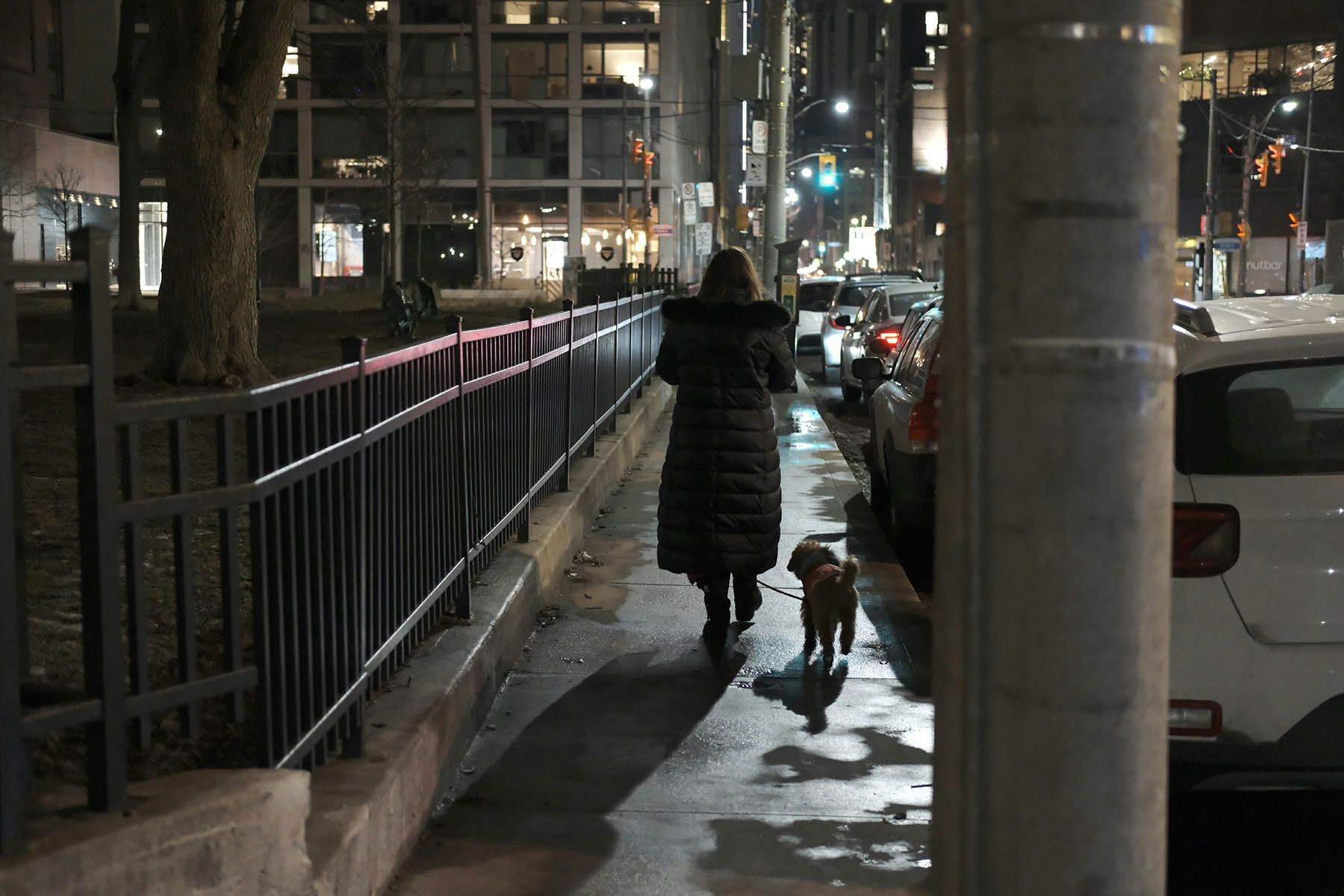 Dog Walking Safety Tips for Night Time