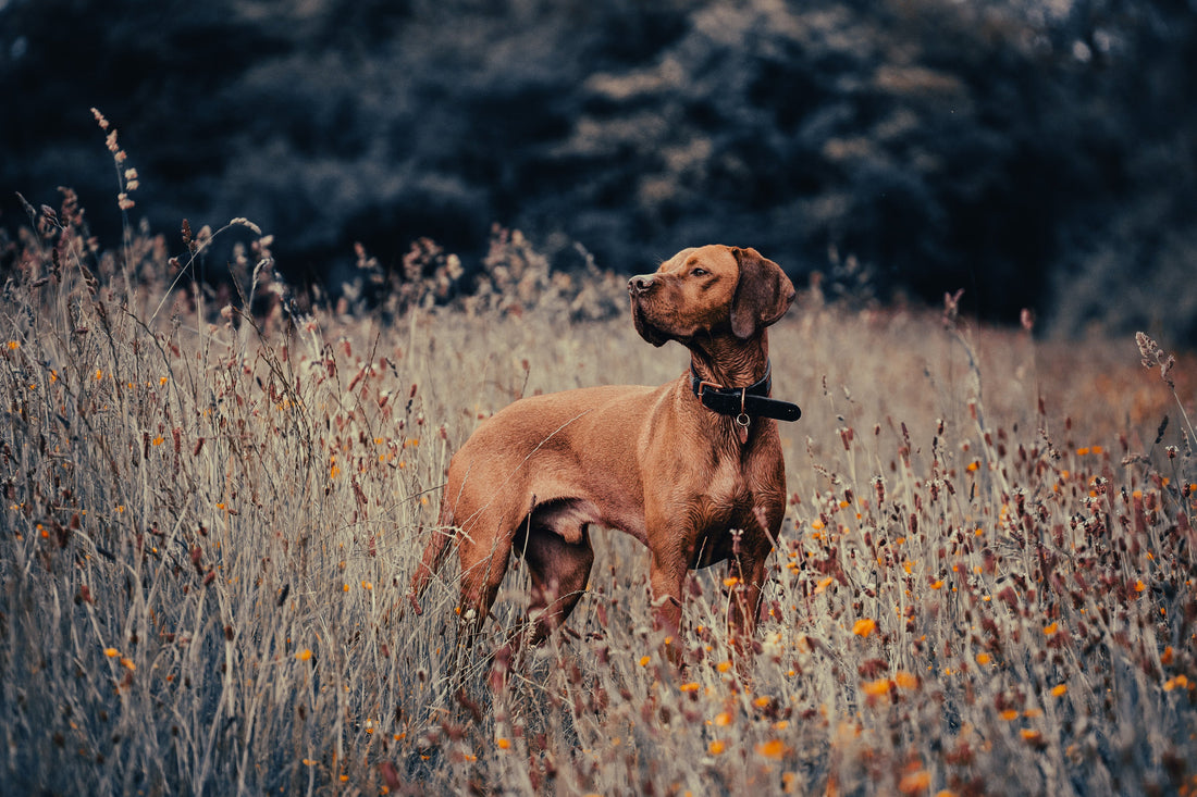 Hungarian Vizsla: Breed Guide — Temperament, Care & Fun Facts