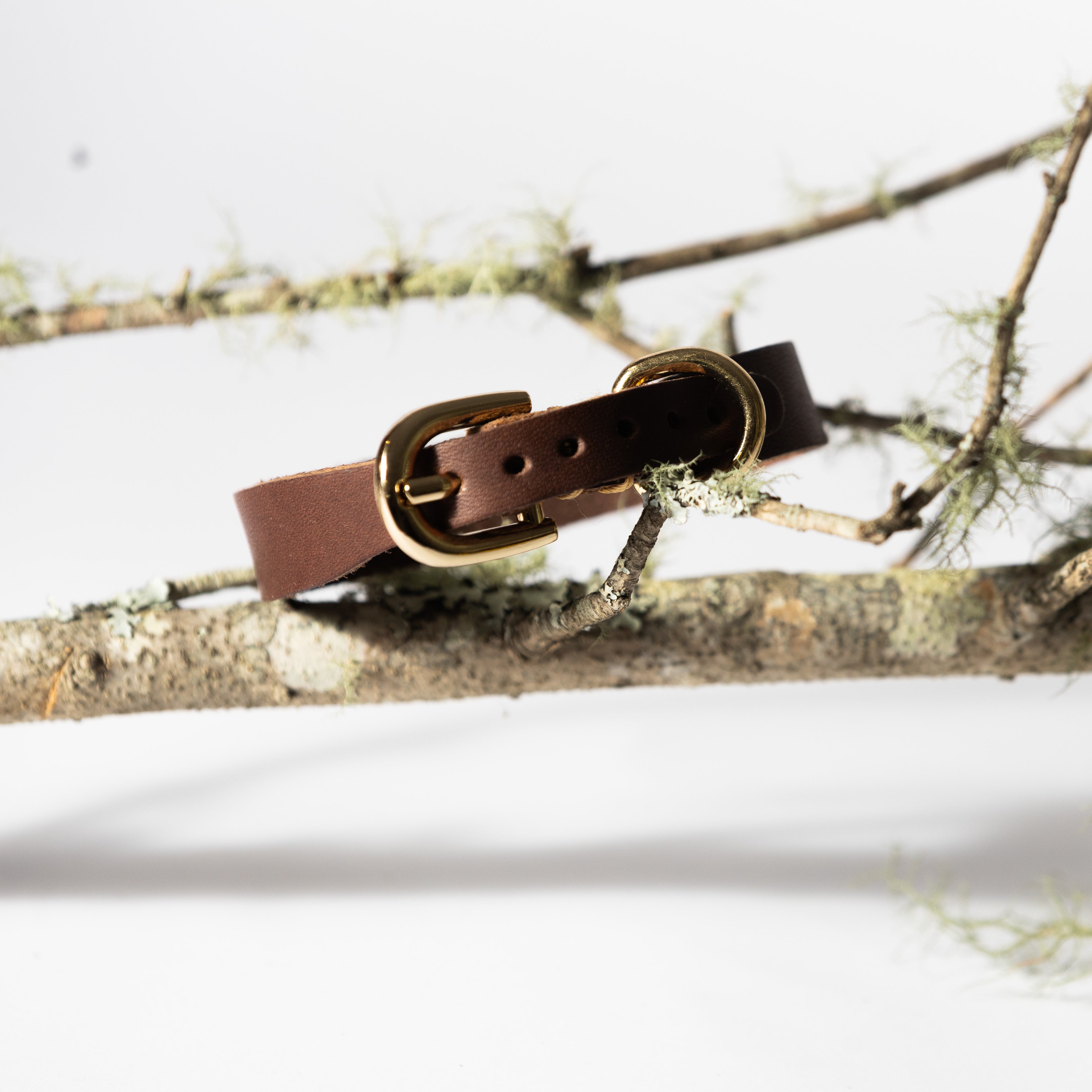 Tan Leather Dog Collar for Small - Medium Dogs & Cats - Image 7 | Dogsy & Co
