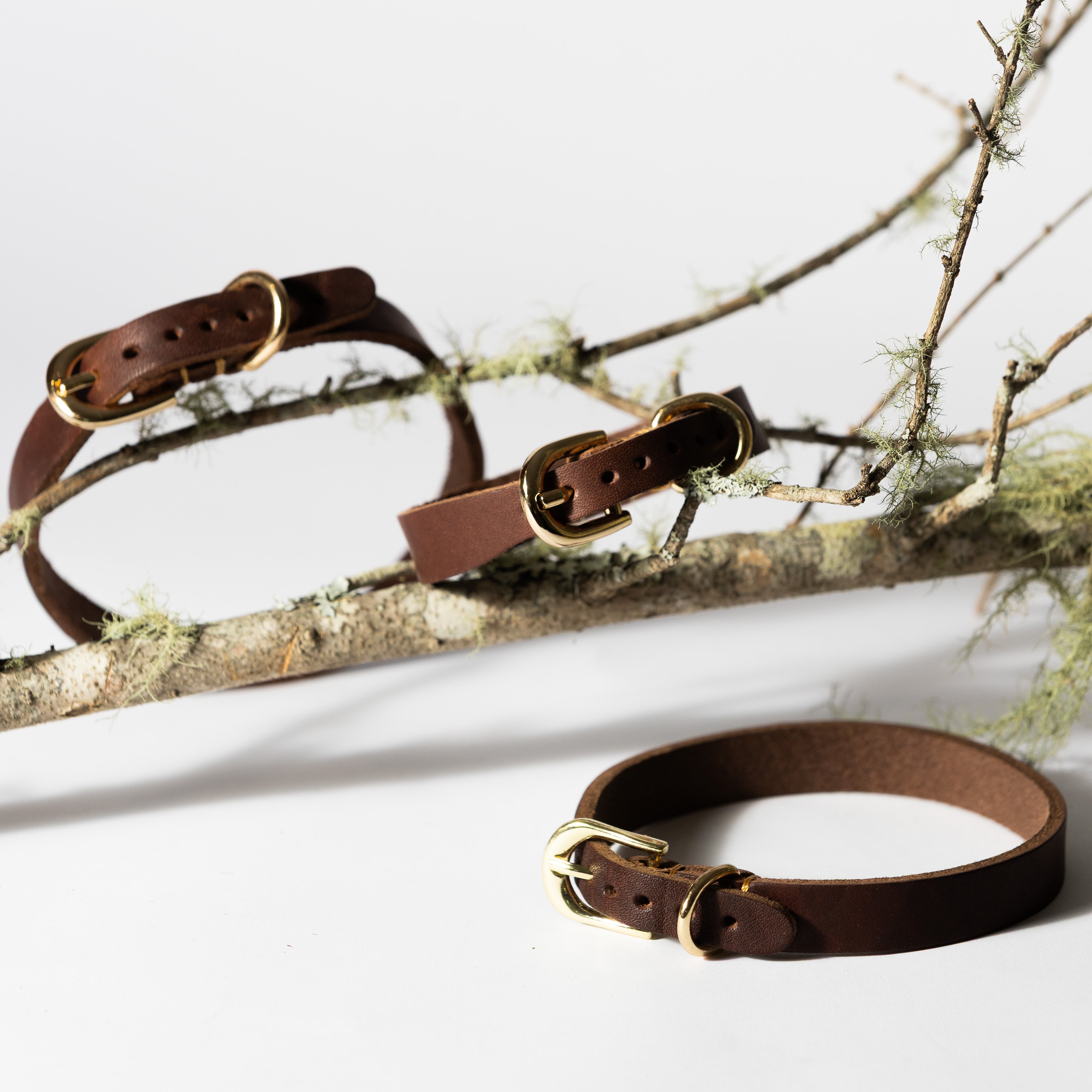 Tan Leather Dog Collar for Small - Medium Dogs & Cats - Image 8 | Dogsy & Co